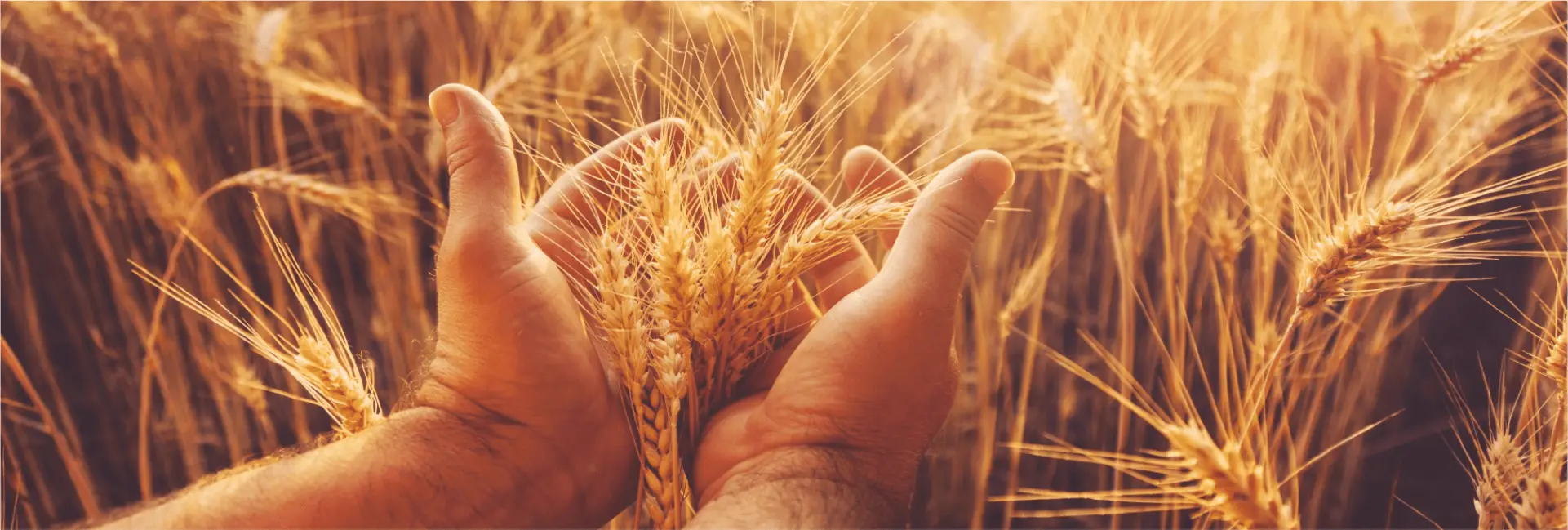 Mâini ținând spice de grâu în plin câmp, ilustrând selecția atentă a soiurilor agricole de înaltă performanță.
