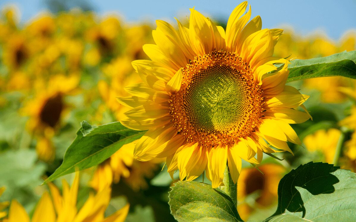 Floarea soarelui Maxx 240 ST